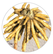 Promotes Long-term Rectal Health
